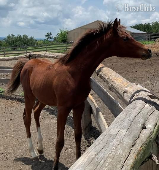 "EC Bellissmo" Bay Colt Arabian Cross in Arkansas