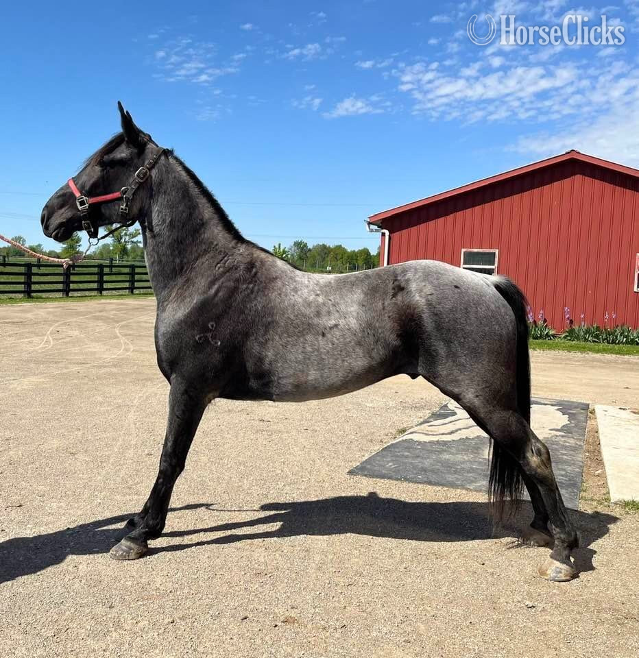 "Playing the Indigo Blues" Blue Roan Gelding Tennessee Walker in Ohio
