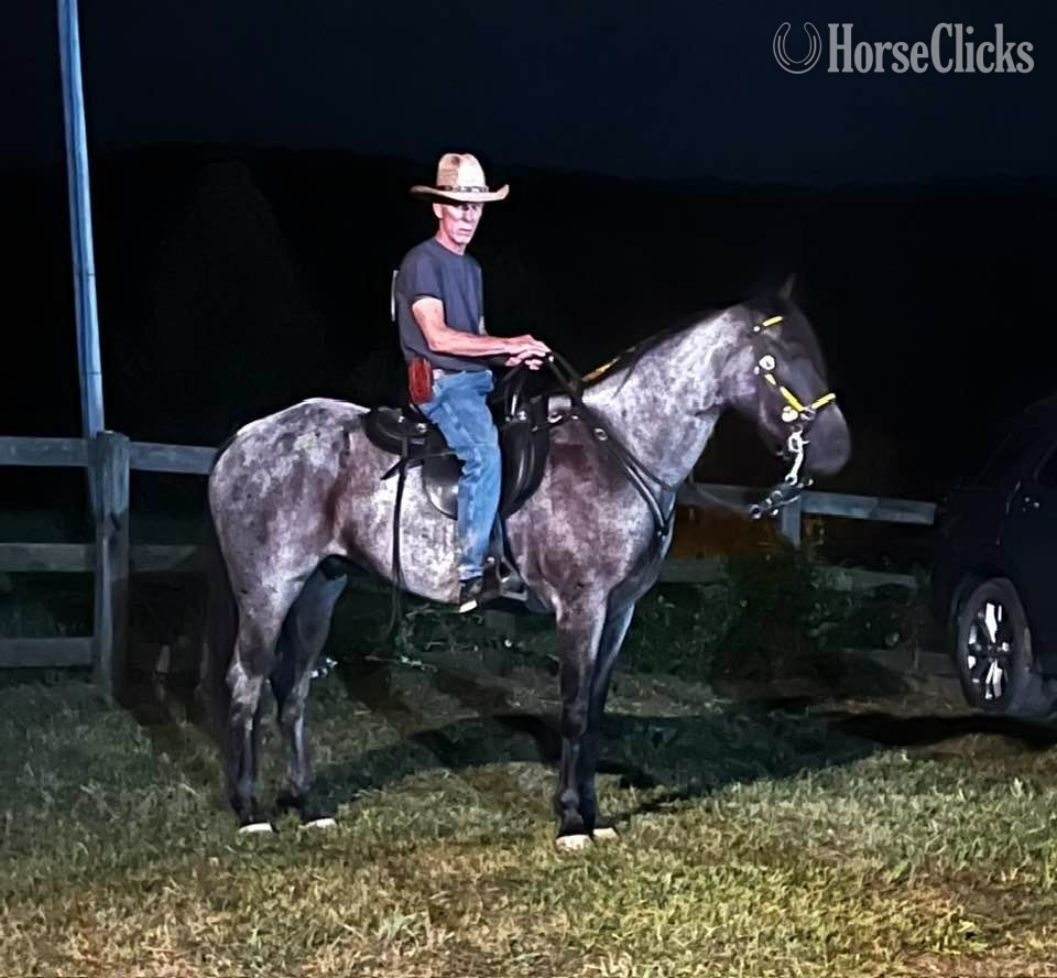 "Playing the Indigo Blues" Blue Roan Gelding Tennessee Walker