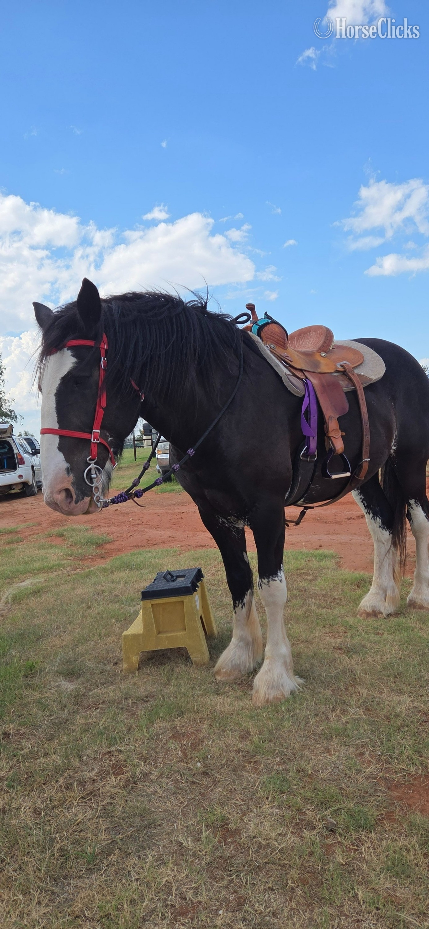 "Titan" Black Gelding Shire