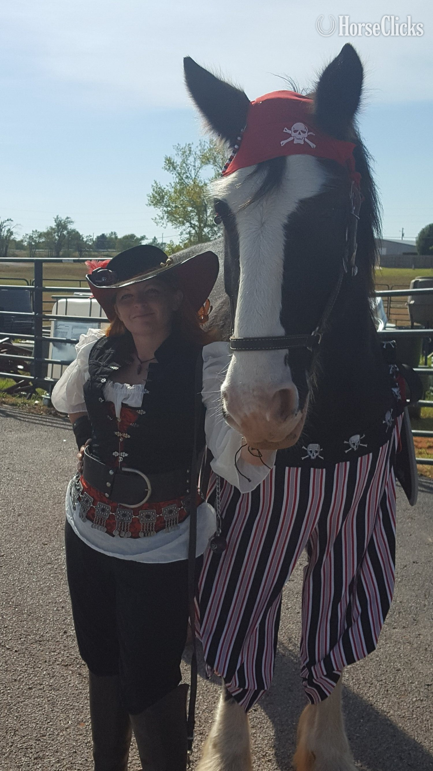 "Titan" Black Gelding Shire - Shire in Oklahoma