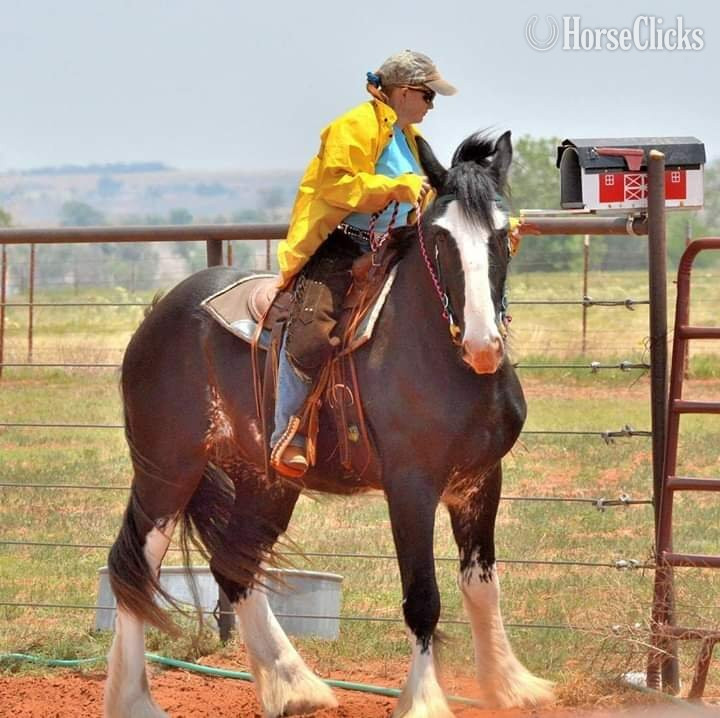 "Titan" Black Gelding Shire - Shire