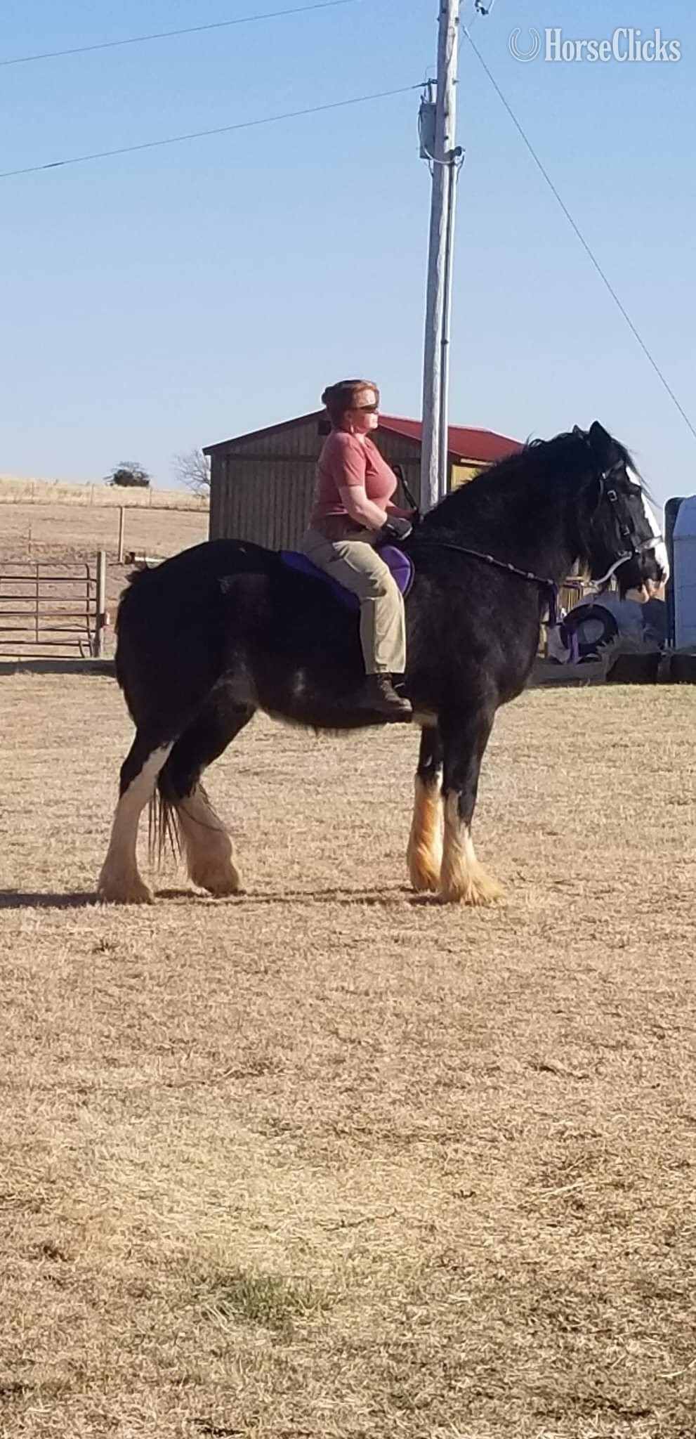"Titan" Black Gelding Shire Oklahoma