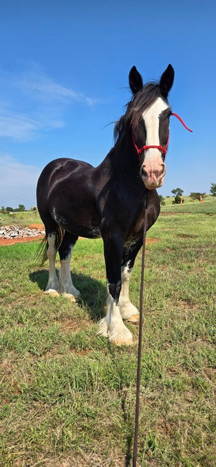 "Titan" Black Gelding Shire
