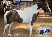 "BUTTONS" Spotted Mare Spotted Saddle