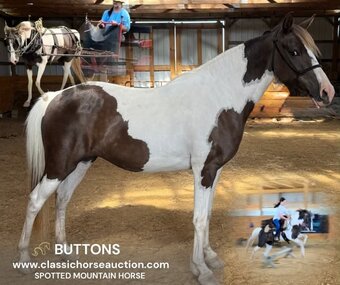 "BUTTONS" Spotted Mare Spotted Saddle