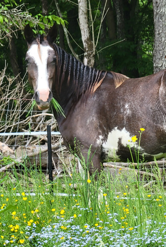 "Gypsy" Blue Roan Mare Tennessee Walker