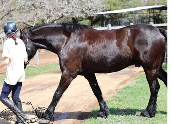 "TEDDY" Bay Gelding Mustang