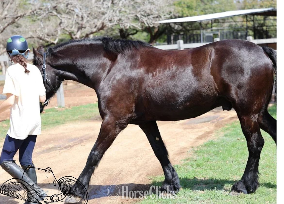 "TEDDY" Bay Gelding Mustang in California