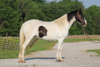 "Chloe"  Mare