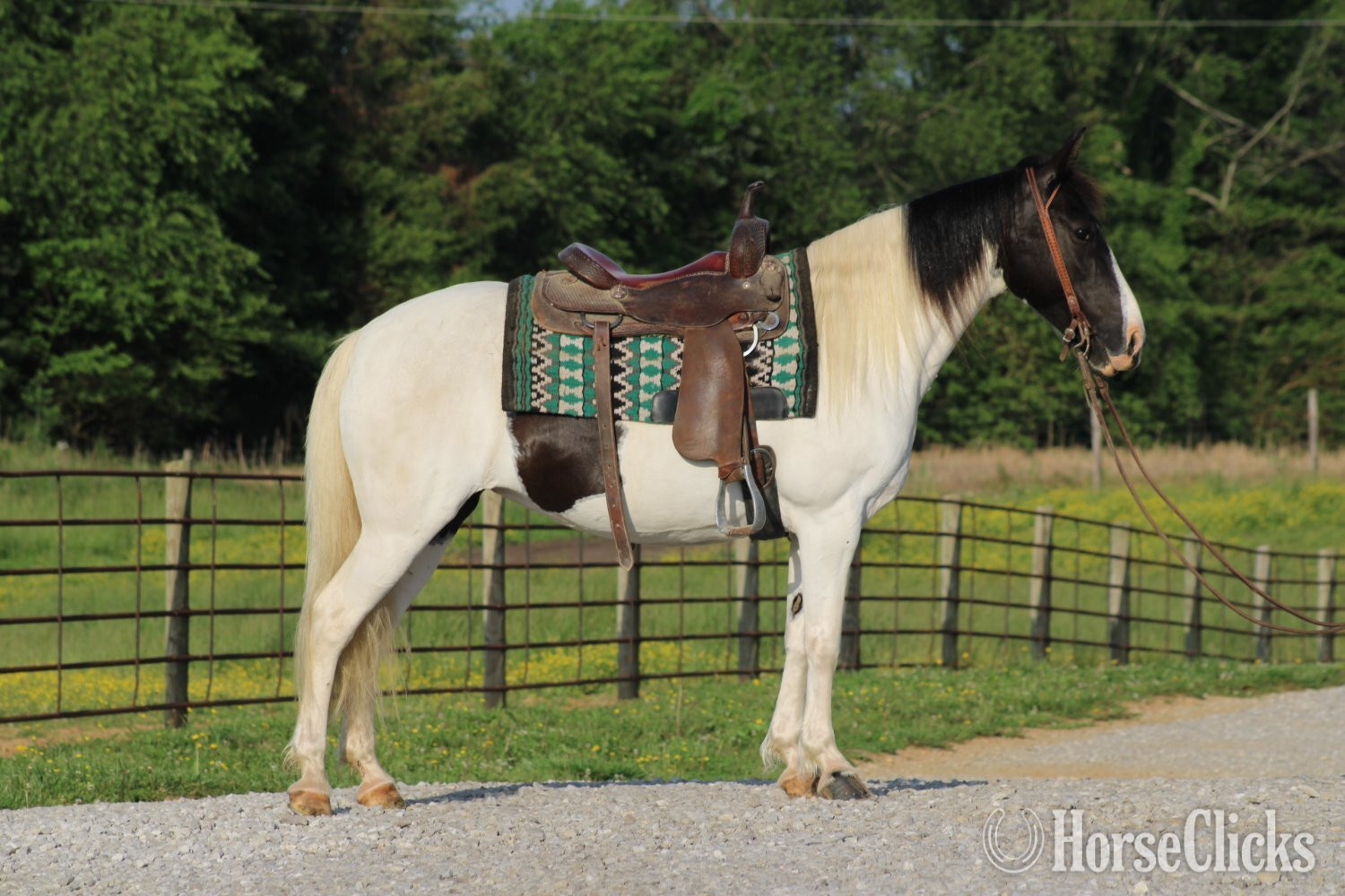 "Chloe"  Mare