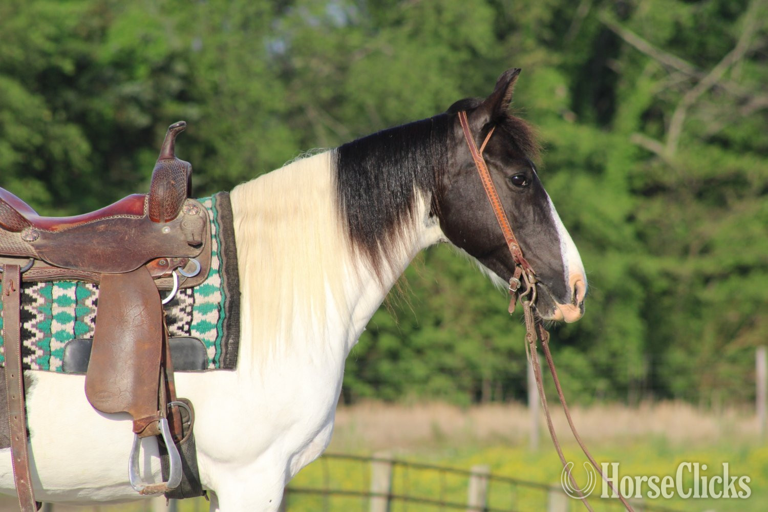Kentucky "Chloe"  Mare