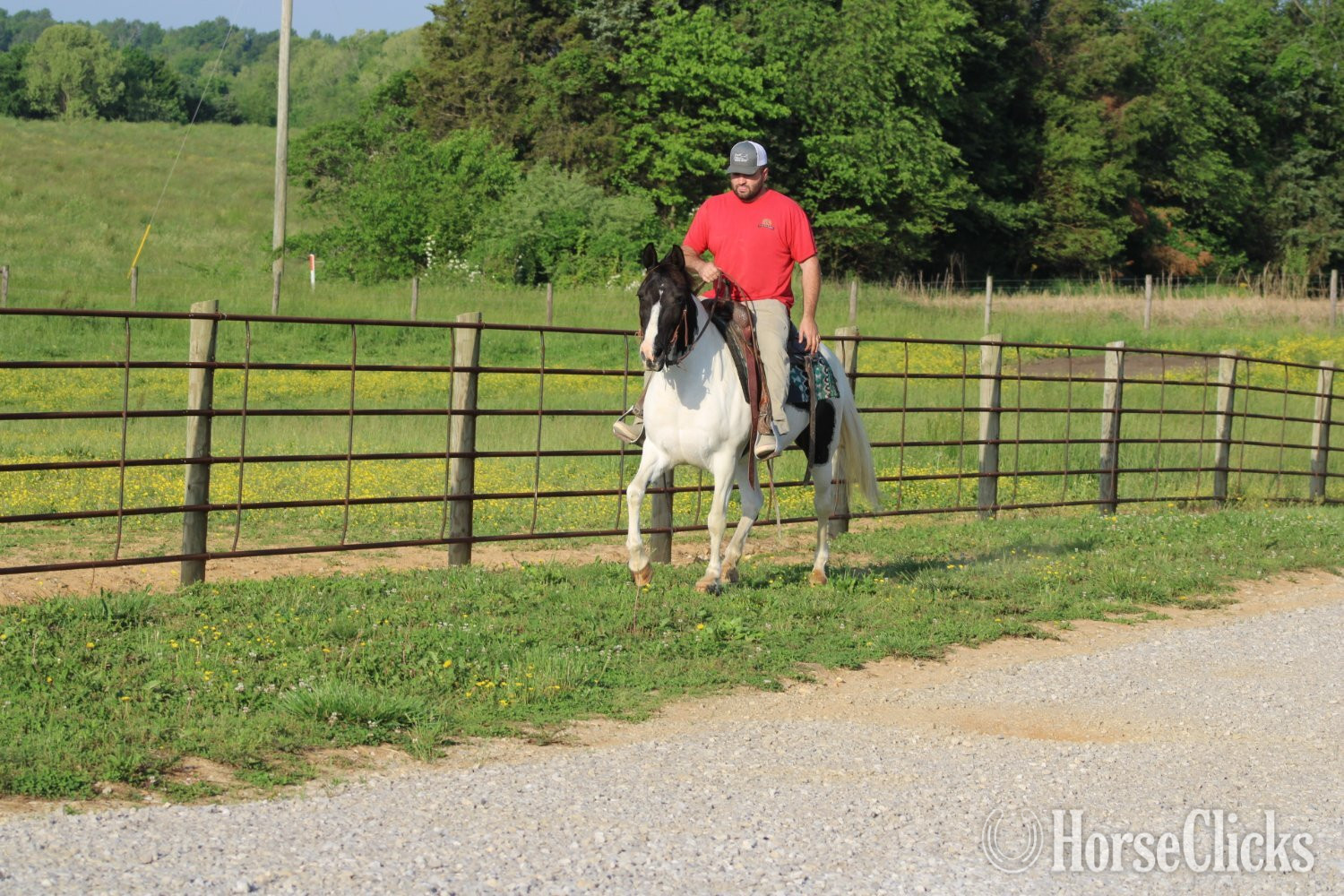 "Chloe"  Mare -  in Kentucky