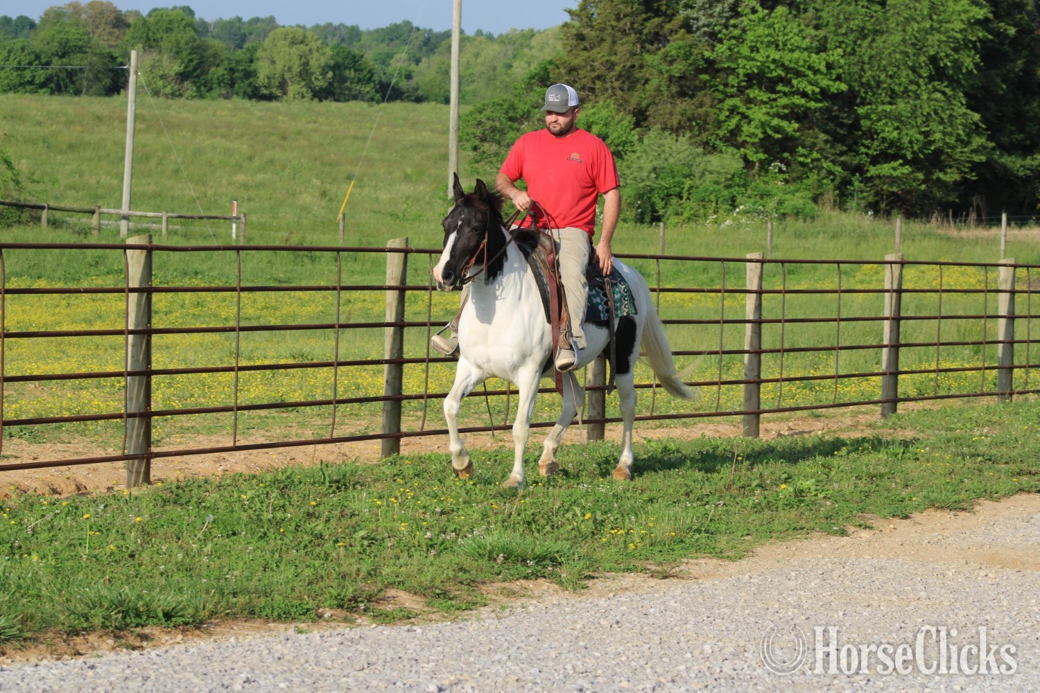 "Chloe"  Mare - 