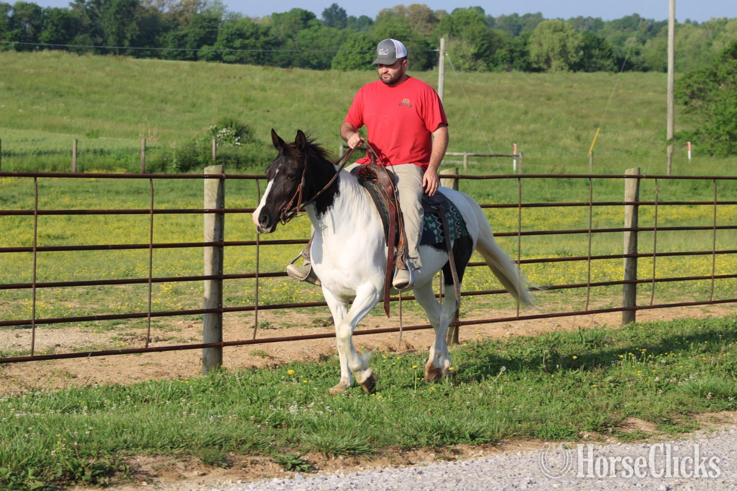 "Chloe"  Mare Kentucky