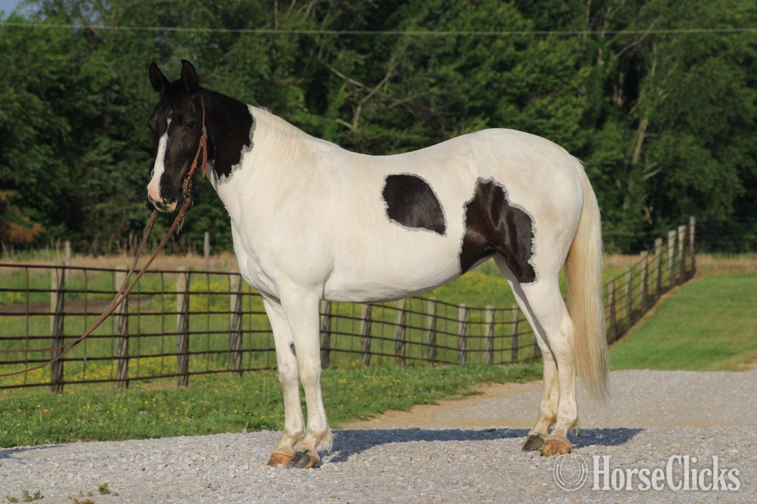  - "Chloe"  Mare