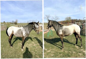 "Lacys Summer Rain MSF" Chestnut Mare Appaloosa