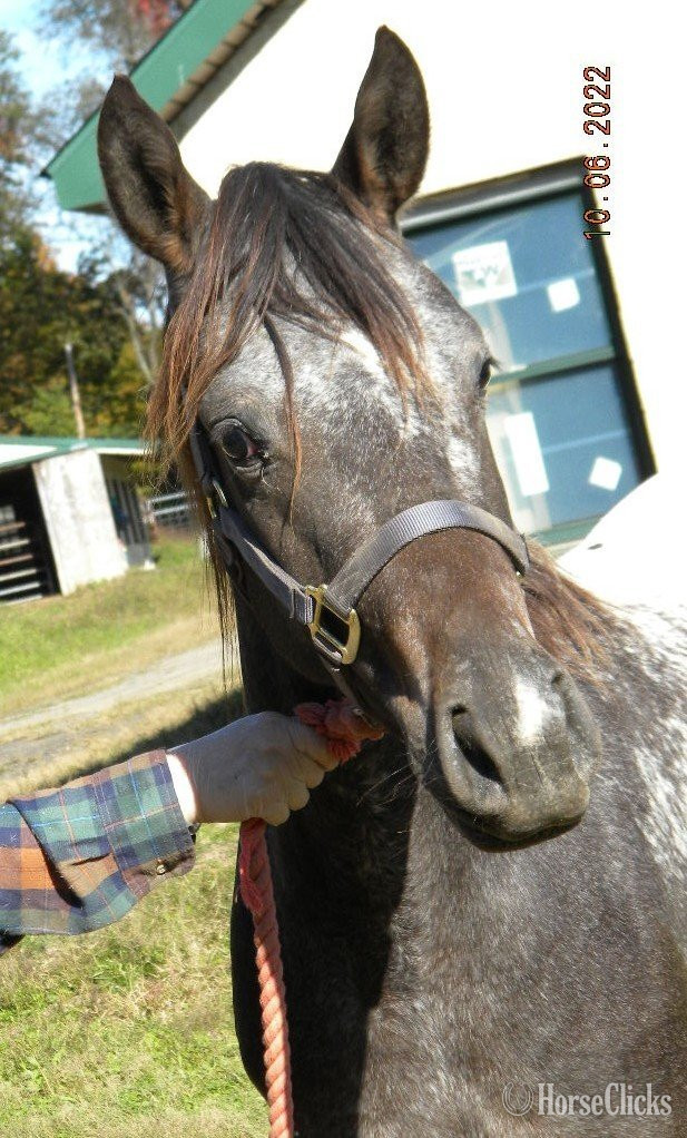 "Lacys Summer Rain MSF" Chestnut Mare Appaloosa