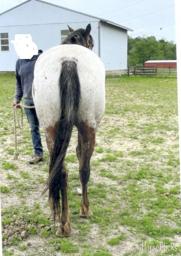 Pennsylvania "Lacys Summer Rain MSF" Chestnut Mare Appaloosa