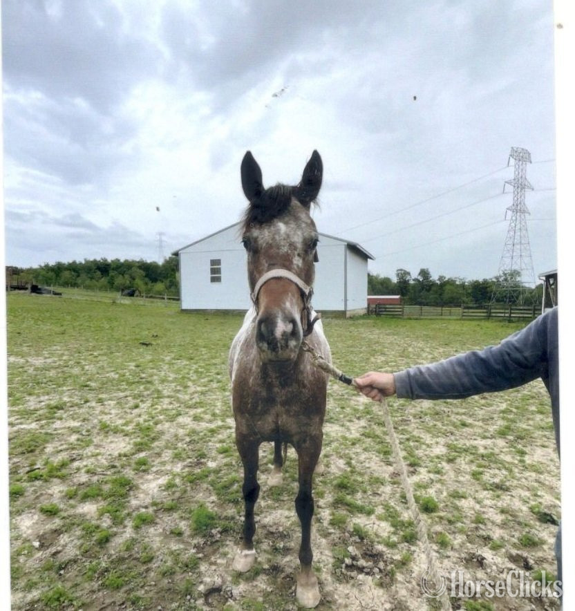 "Lacys Summer Rain MSF" Chestnut Mare Appaloosa - Appaloosa in Pennsylvania