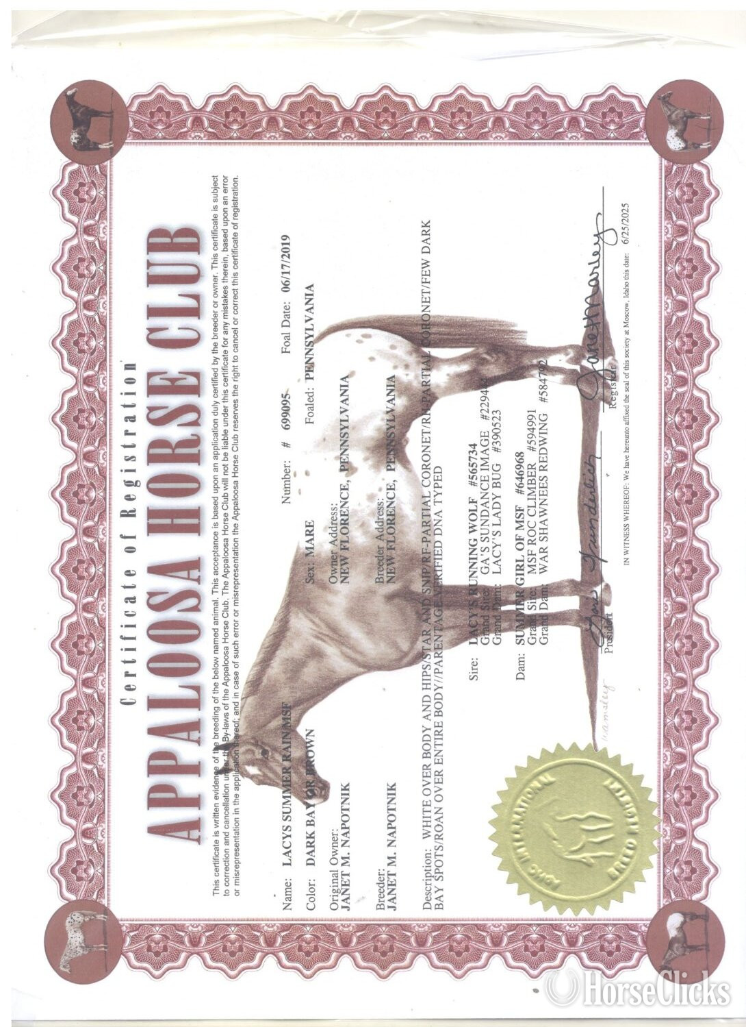 "Lacys Summer Rain MSF" Chestnut Mare Appaloosa - Appaloosa