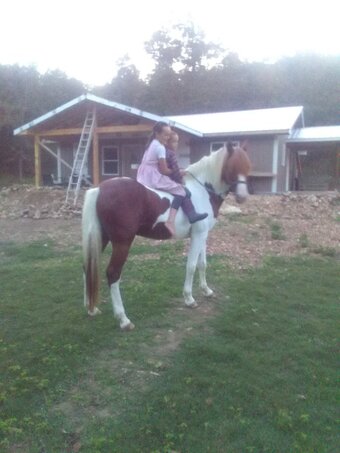 "Rusty" Tabiano Stallion Missouri Fox Trotter