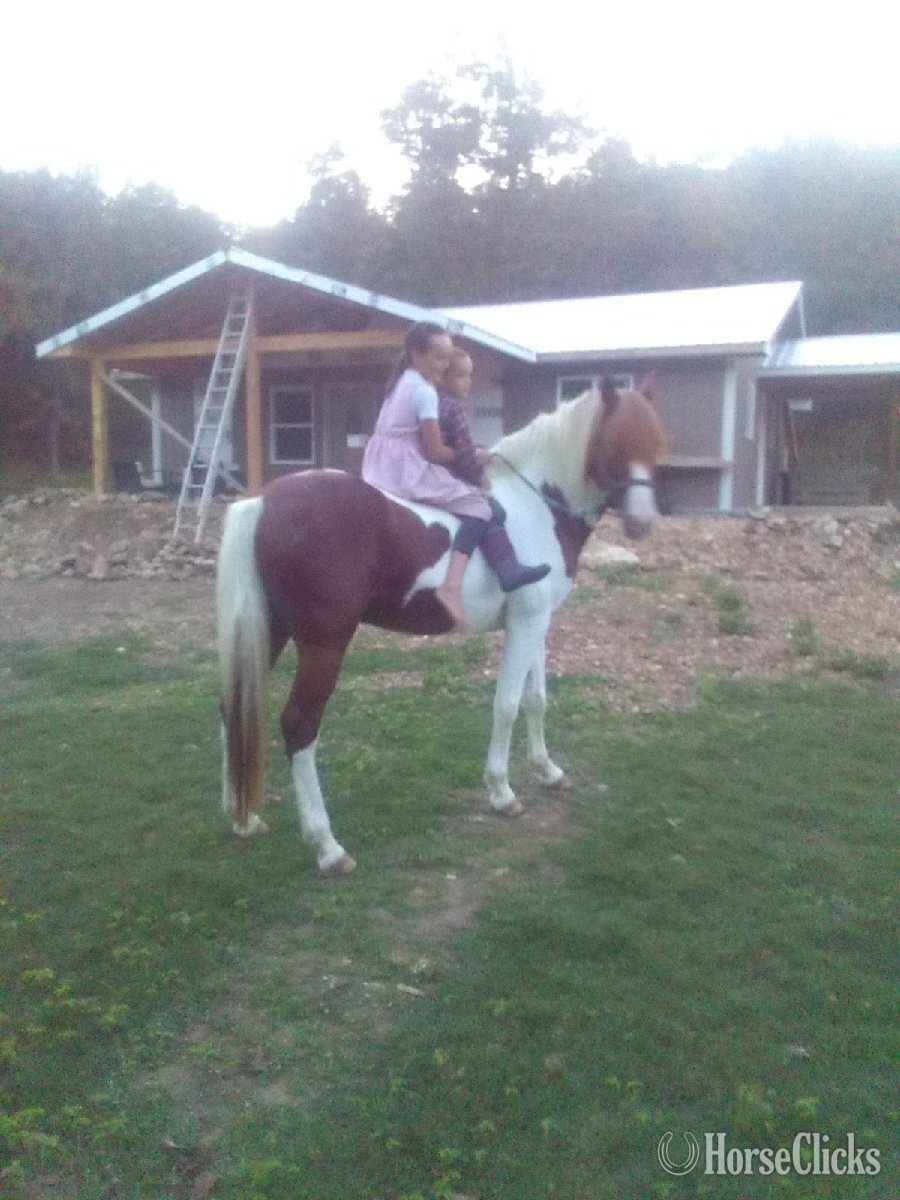 "Rusty" Tabiano Stallion Missouri Fox Trotter in Missouri