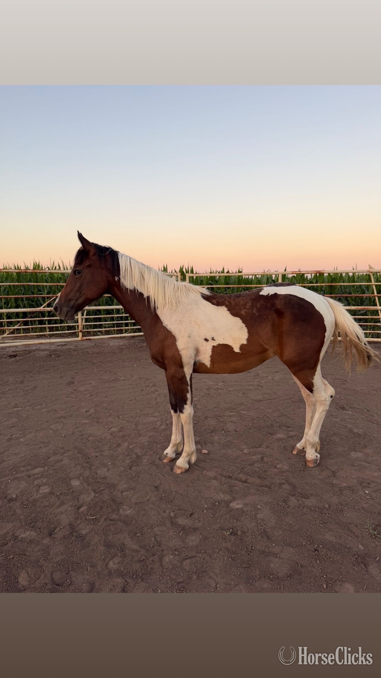 "Tulsa "  Filly Paint in Kansas