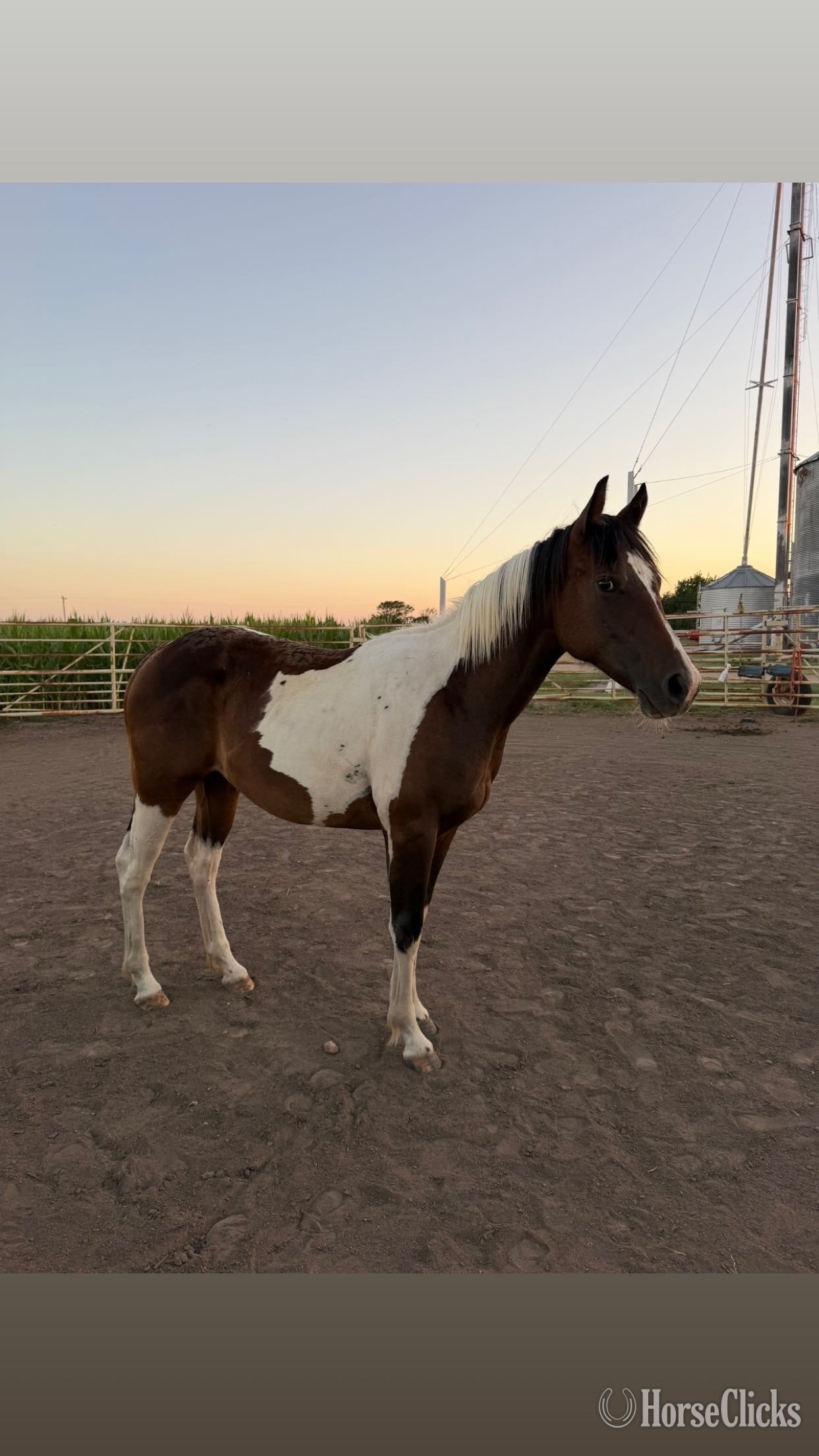 "Tulsa "  Filly Paint