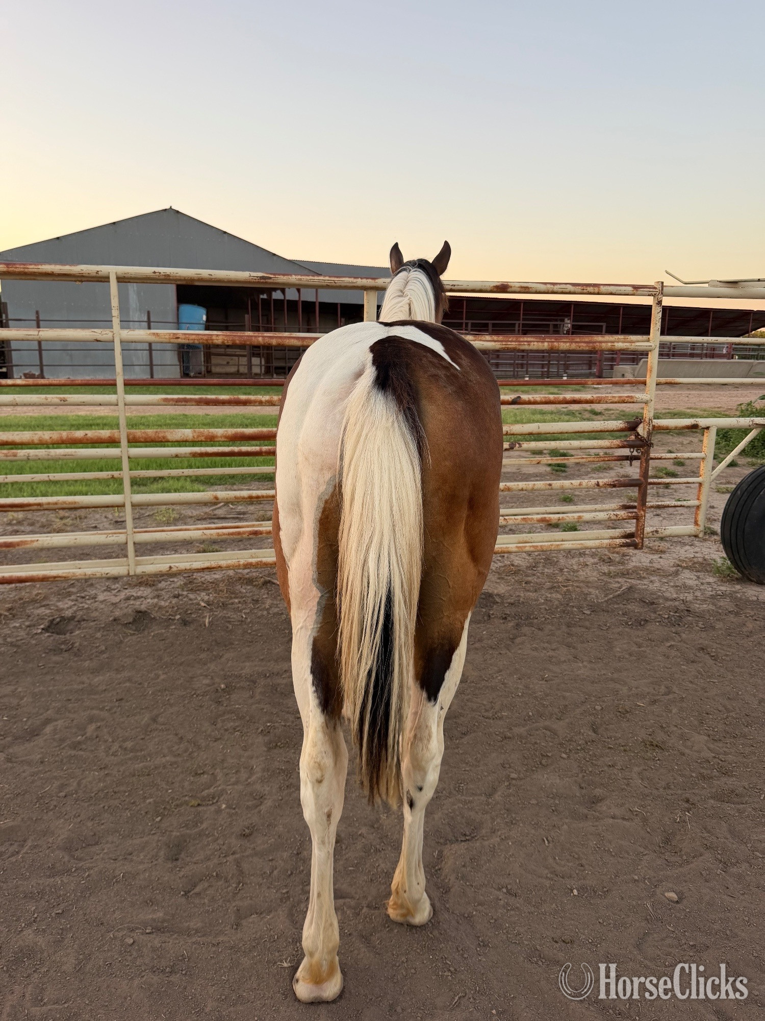 Kansas "Tulsa "  Filly Paint