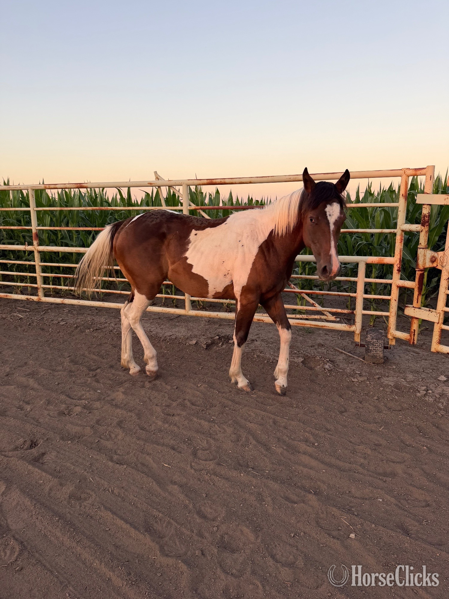 "Tulsa "  Filly Paint - Paint in Kansas