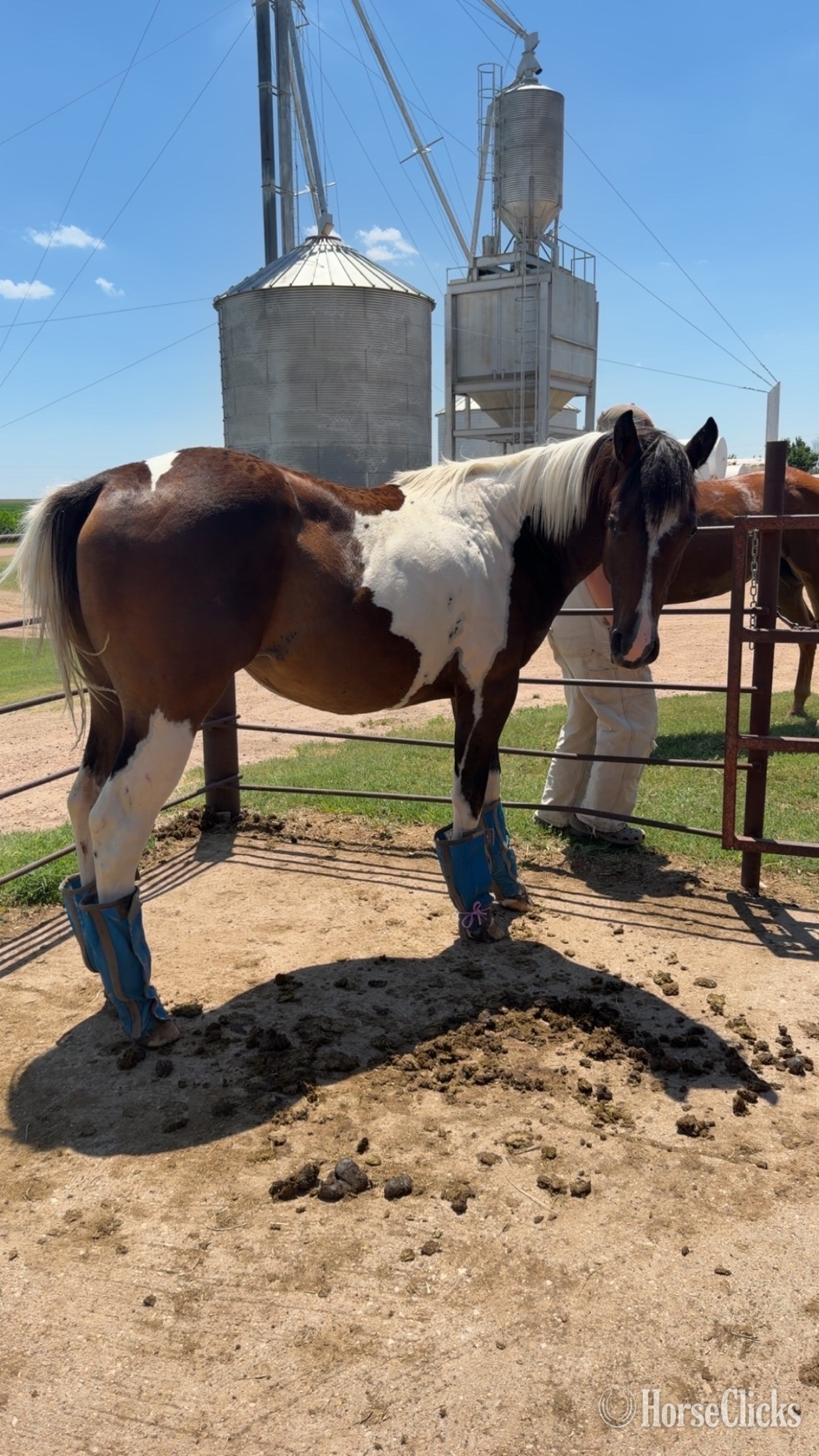 "Tulsa "  Filly Paint - Paint