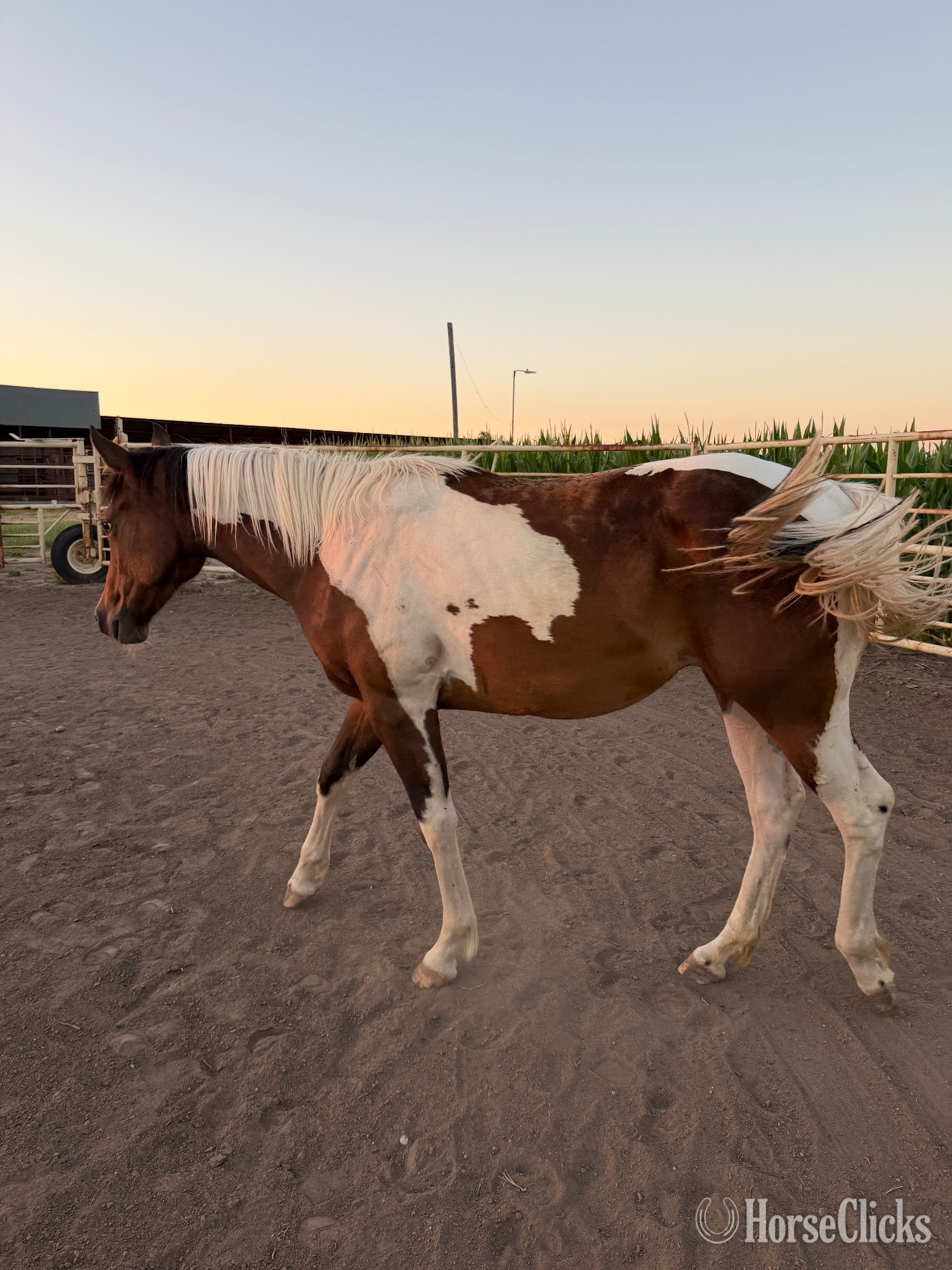 "Tulsa "  Filly Paint Kansas