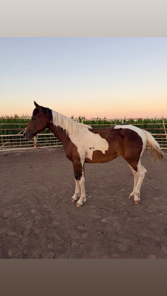 "Tulsa " Filly Paint