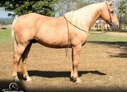"Sunny" Palomino Gelding Missouri Fox Trotter