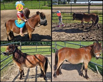 "Paco Taco" Bay Gelding American Miniature