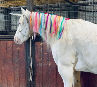 "Tuff" Cremello Gelding Paint