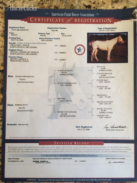 "Tuff" Cremello Gelding Paint