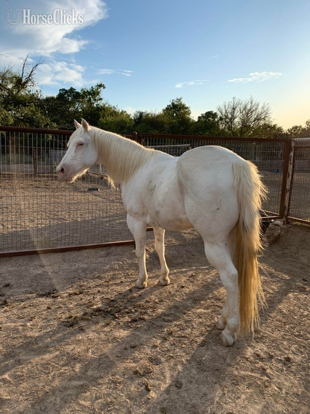 Texas "Tuff" Cremello Gelding Paint
