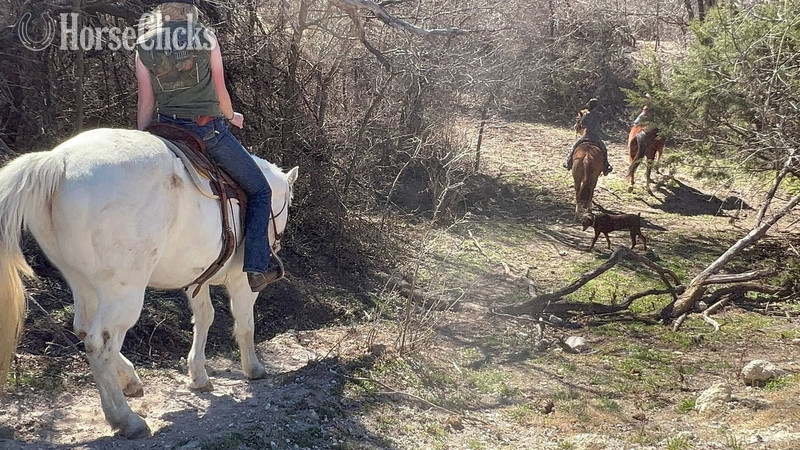 "Tuff" Cremello Gelding Paint - Paint in Texas
