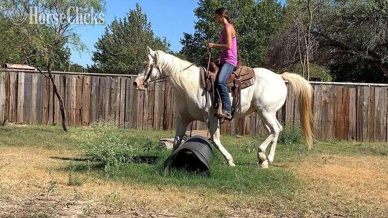 "Tuff" Cremello Gelding Paint - Paint