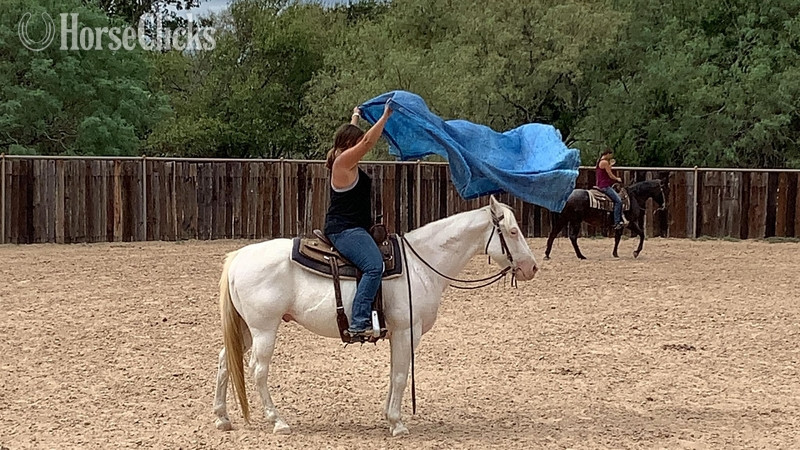 "Tuff" Cremello Gelding Paint Texas