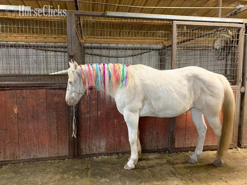 Paint - "Tuff" Cremello Gelding Paint in Texas