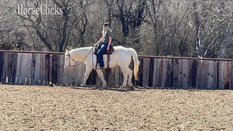 Paint - "Tuff" Cremello Gelding Paint