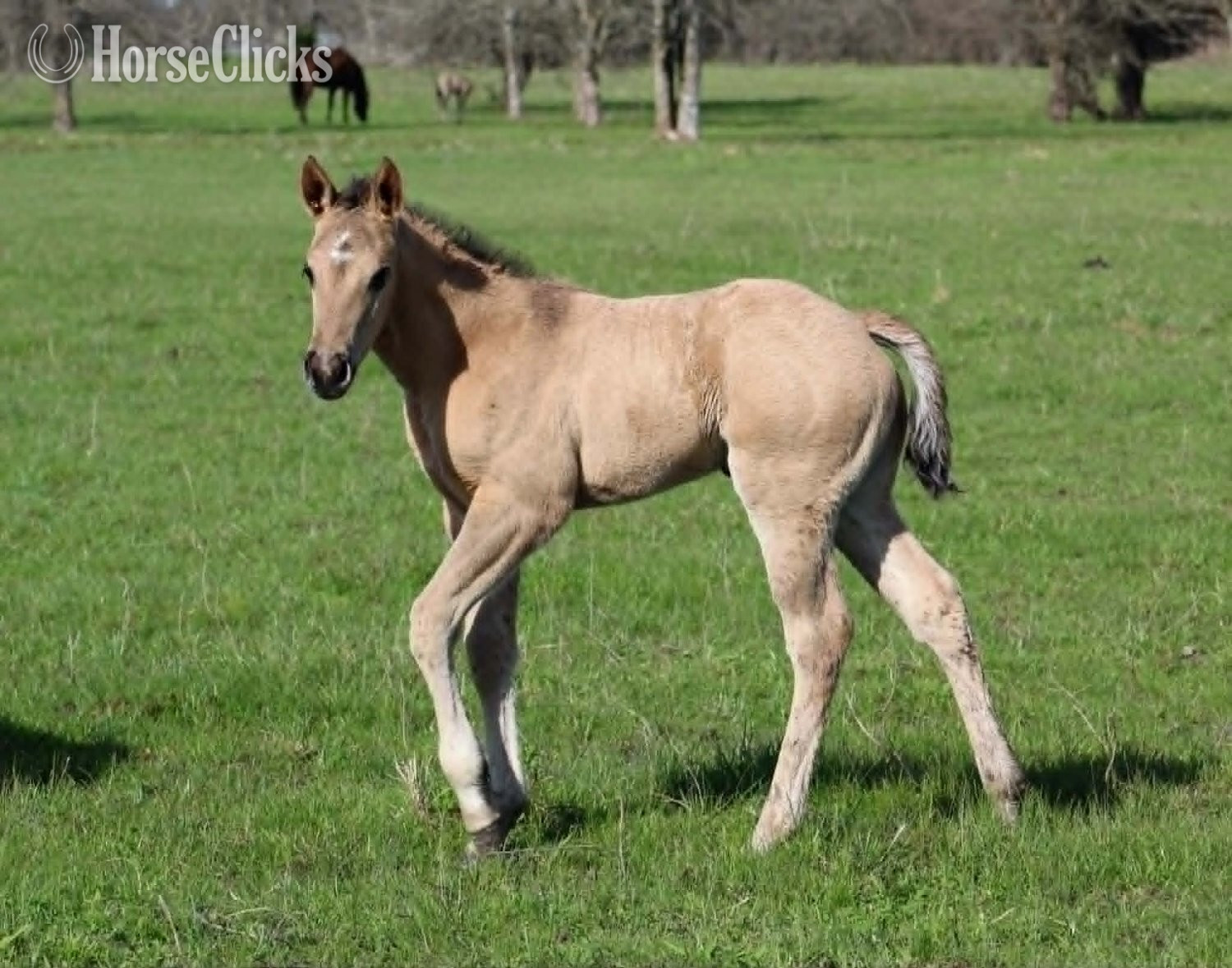 "ALL DUN IN SILVER X AMYS POCO DAKOTA" Grullo Colt Quarter Horse in Texas