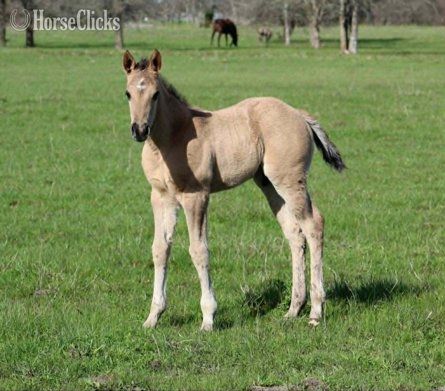 "ALL DUN IN SILVER X AMYS POCO DAKOTA" Grullo Colt Quarter Horse