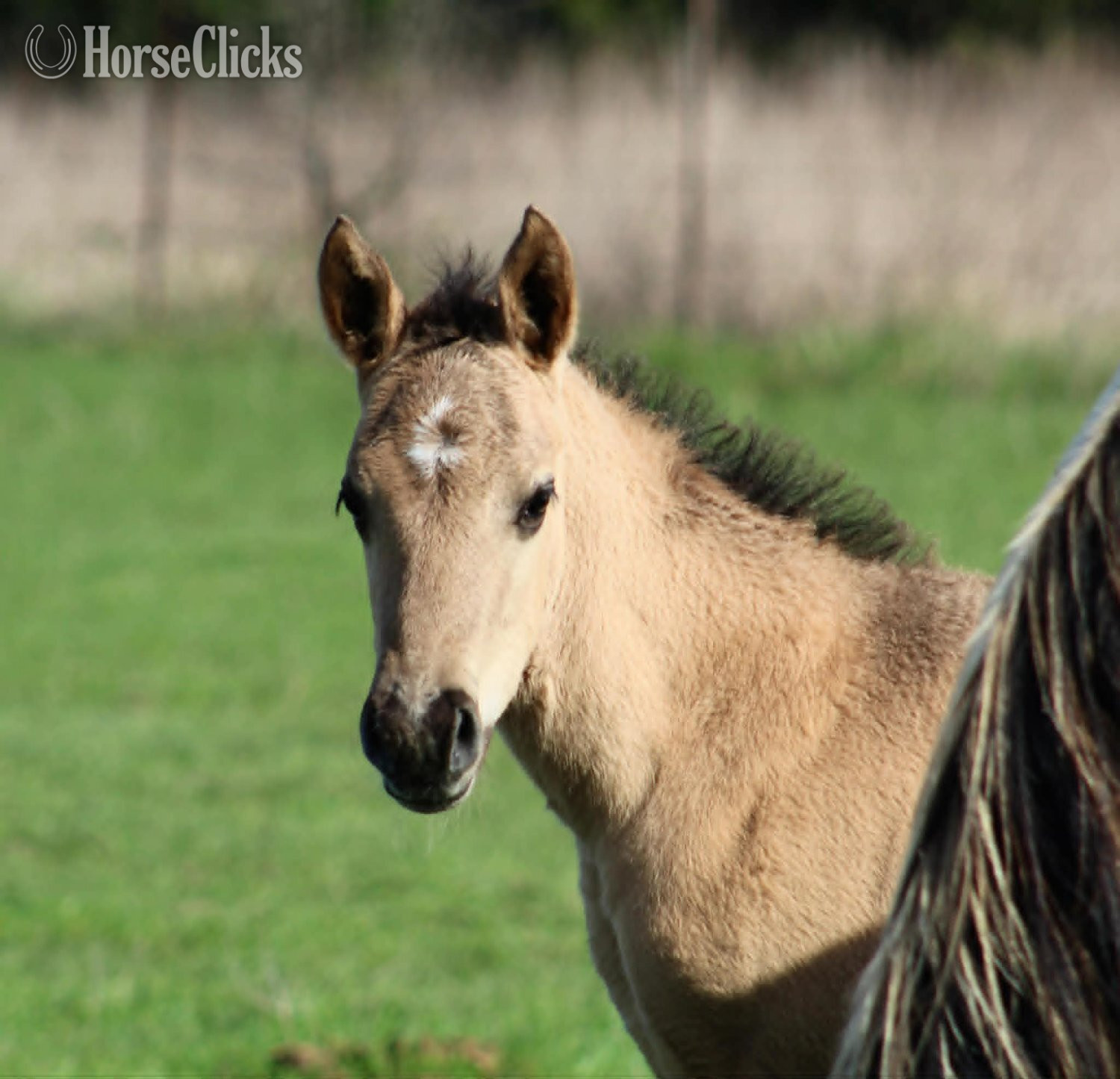Texas "ALL DUN IN SILVER X AMYS POCO DAKOTA" Grullo Colt Quarter Horse