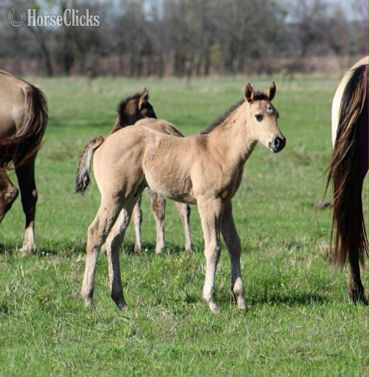 "ALL DUN IN SILVER X AMYS POCO DAKOTA" Grullo Colt Quarter Horse - Quarter Horse in Texas