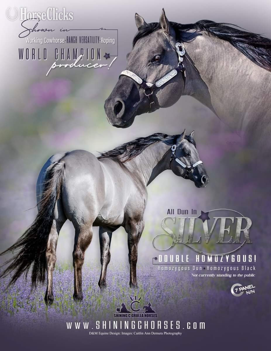 "ALL DUN IN SILVER X AMYS POCO DAKOTA" Grullo Colt Quarter Horse - Quarter Horse