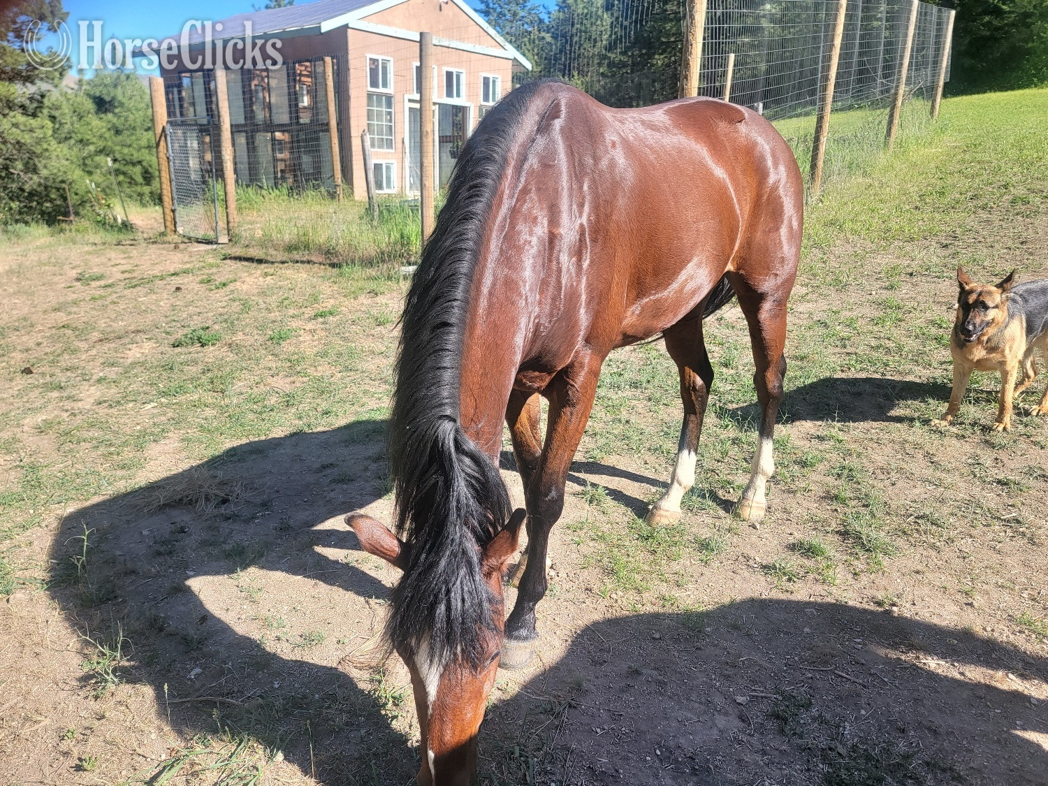 "Juno" Bay Gelding Appendix in Idaho
